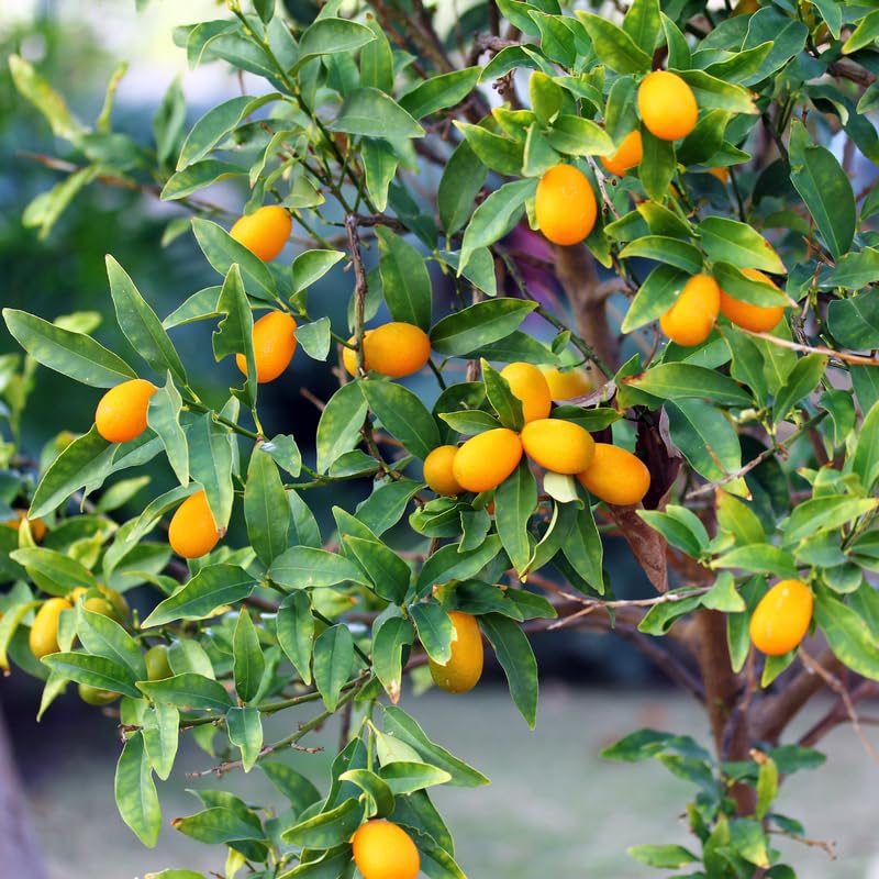 【中古】 Fruta Madura VientoDeAgua Amazon.com: Kumquat - Árbol frutal dulce vivo, árbol de